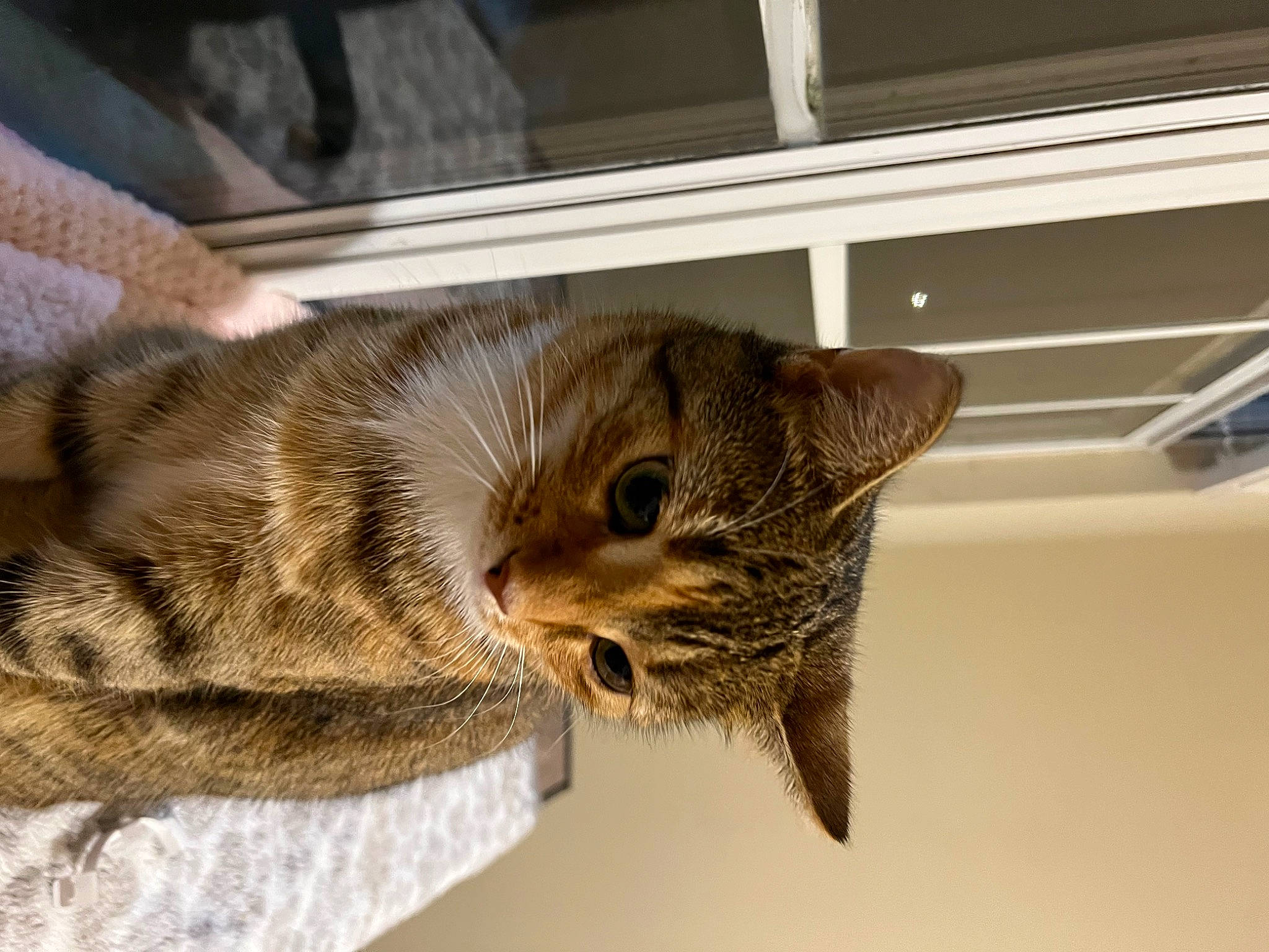 Sun joined the competition — help win amazing prizes! carnivore, cat, claw, domestic_short_haired_cat, felidae, fur, pet_supply, small_to_medium_sized_cats, snout, tail, terrestrial_animal, whiskers, window, wood