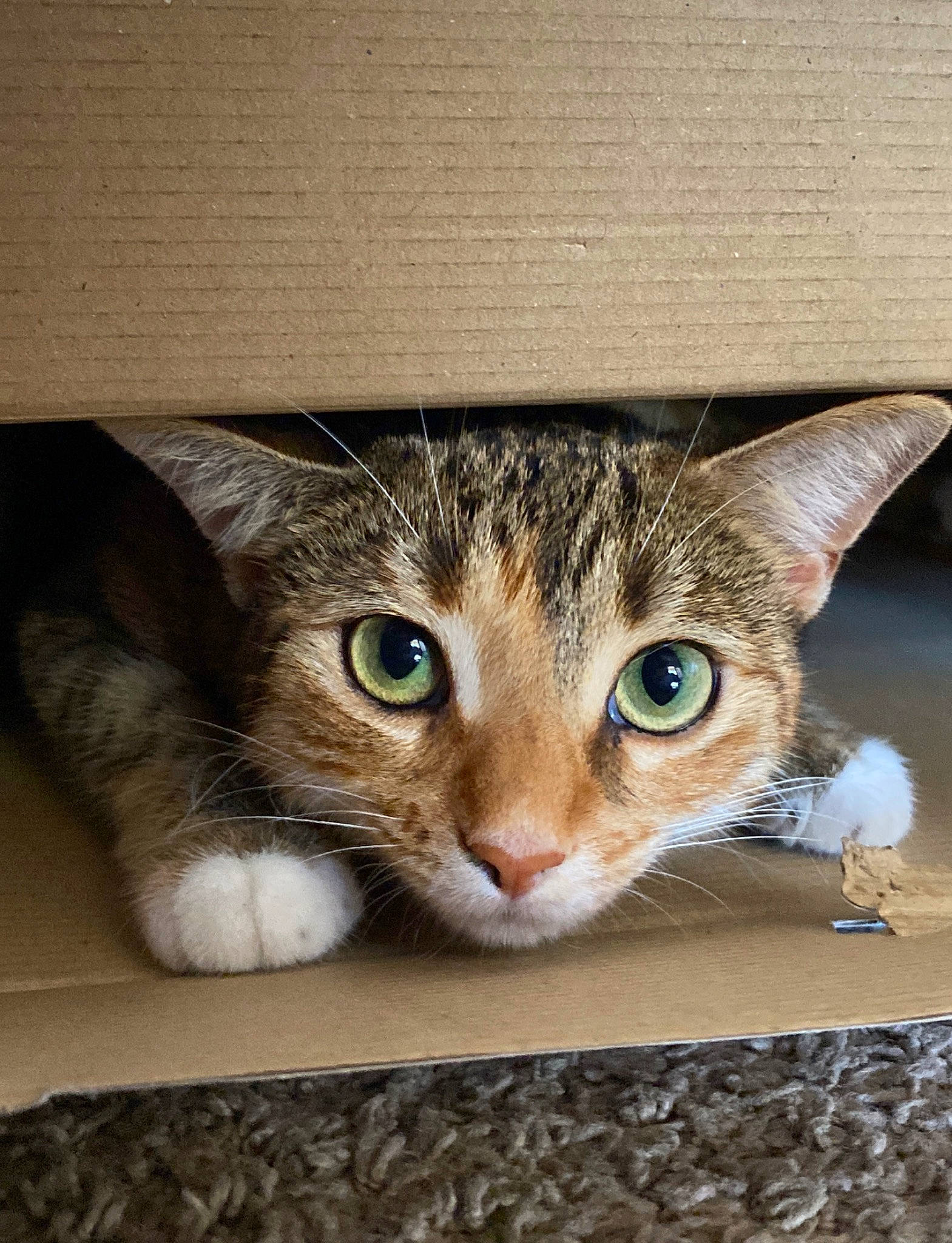 Sun joined the competition — help win amazing prizes! carnivore, cat, comfort, curious, domestic_short_haired_cat, eye, eyelash, felidae, fur, head, metal, paw, rectangle, small_to_medium_sized_cats, snout, tail, whiskers, wood