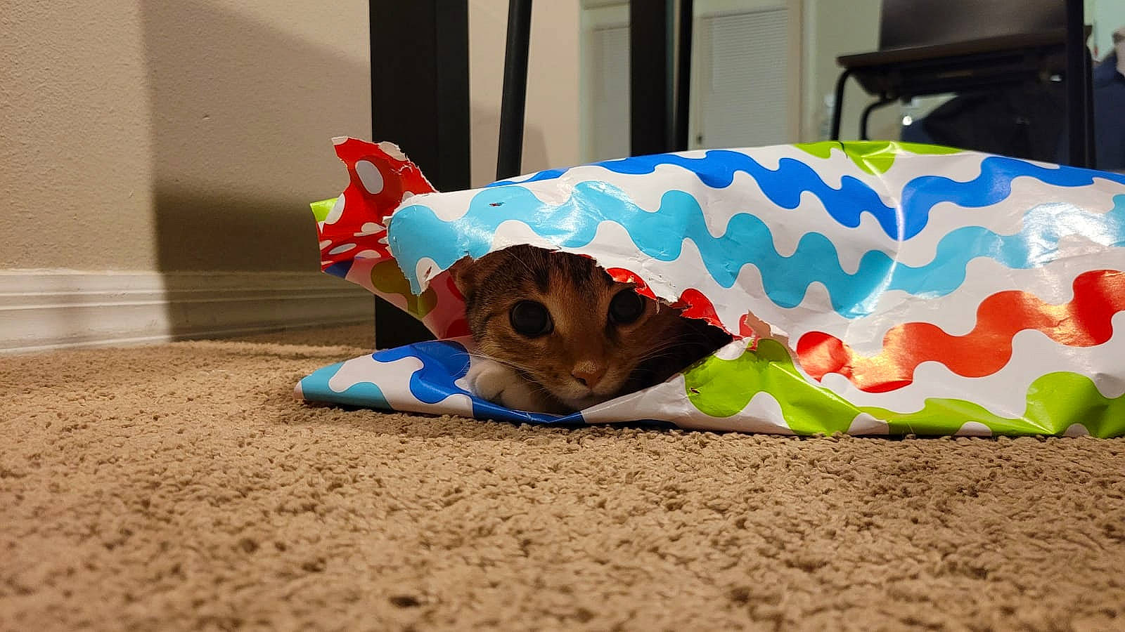 Sun joined the competition — help win amazing prizes! animal_figure, art, baby_toys, carmine, electric_blue, fashion_accessory, fin, fish, flooring, fun, inflatable, linens, pattern, plastic, soil, tail, toy, visual_arts, wood