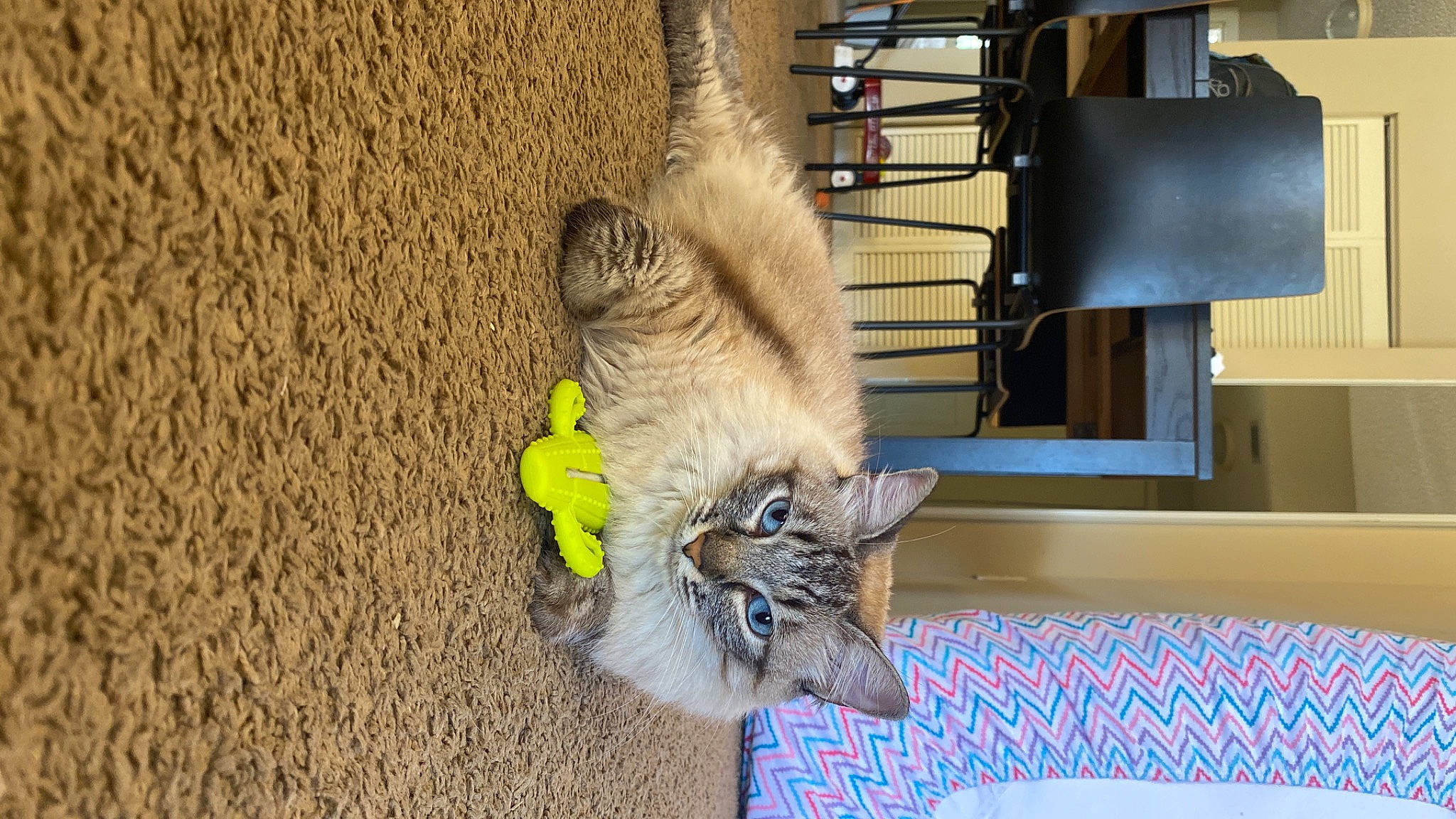 Luna is registered to the contest to win money with this photo: carnivore, cat, claw, domestic_short_haired_cat, fawn, felidae, flooring, fur, hardwood, paw, plant, small_to_medium_sized_cats, tail, terrestrial_animal, whiskers, wildlife, wood