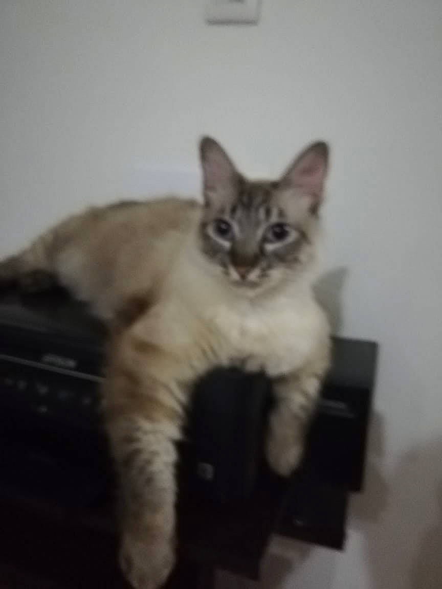Luna is registered to the contest to win money with this photo: carnivore, cat, domestic_short_haired_cat, felidae, fur, paw, small_to_medium_sized_cats, snout, tail, terrestrial_animal, whiskers