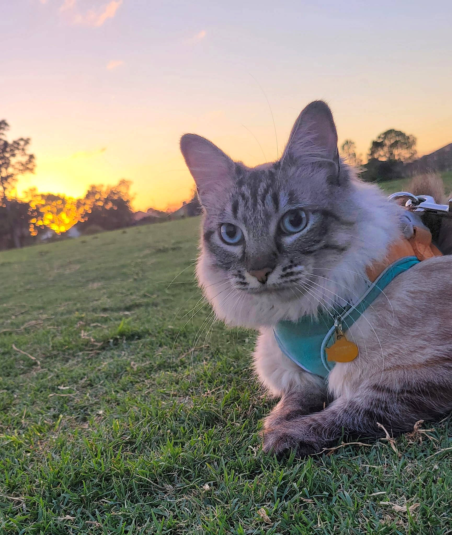 Luna joined the competition — help win amazing prizes! carnivore, cat, cloud, domestic_short_haired_cat, eye, fawn, felidae, fur, grass, grassland, happy, lawn, plant, sky, small_to_medium_sized_cats, snout, tail, terrestrial_animal, tree, whiskers