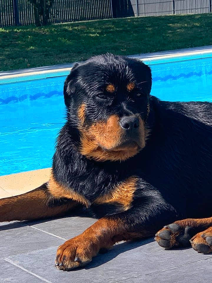 Sasha participe au concours pour gagner de l'argent avec cette photo : canidae, carnivore, companion_dog, dog, dog_breed, electric_blue, fluid, fur, guard_dog, liquid, paw, plant, rottweiler, snout, sporting_group, swimming_pool, terrestrial_animal, water, windshield, working_dog