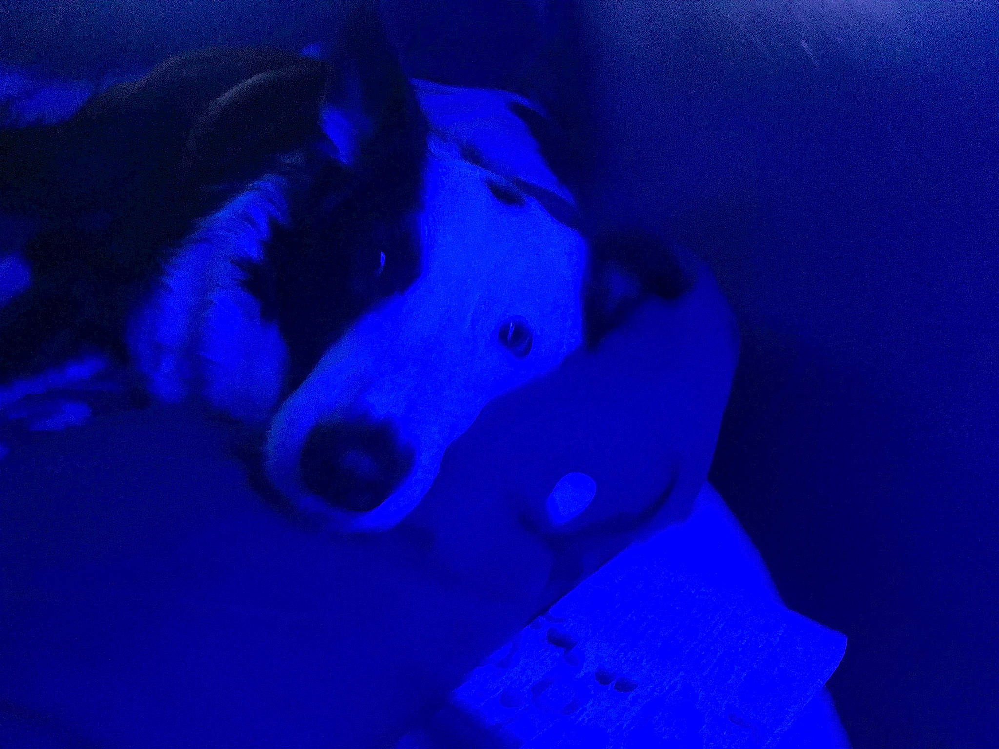 Buddy is registered to the contest to win money with this photo: blue, carmine, carnivore, darkness, dog, dog_breed, electric_blue, fun, helmet, magenta, marine_biology, night, personal_protective_equipment, purple, recreation, snout, underwater, water