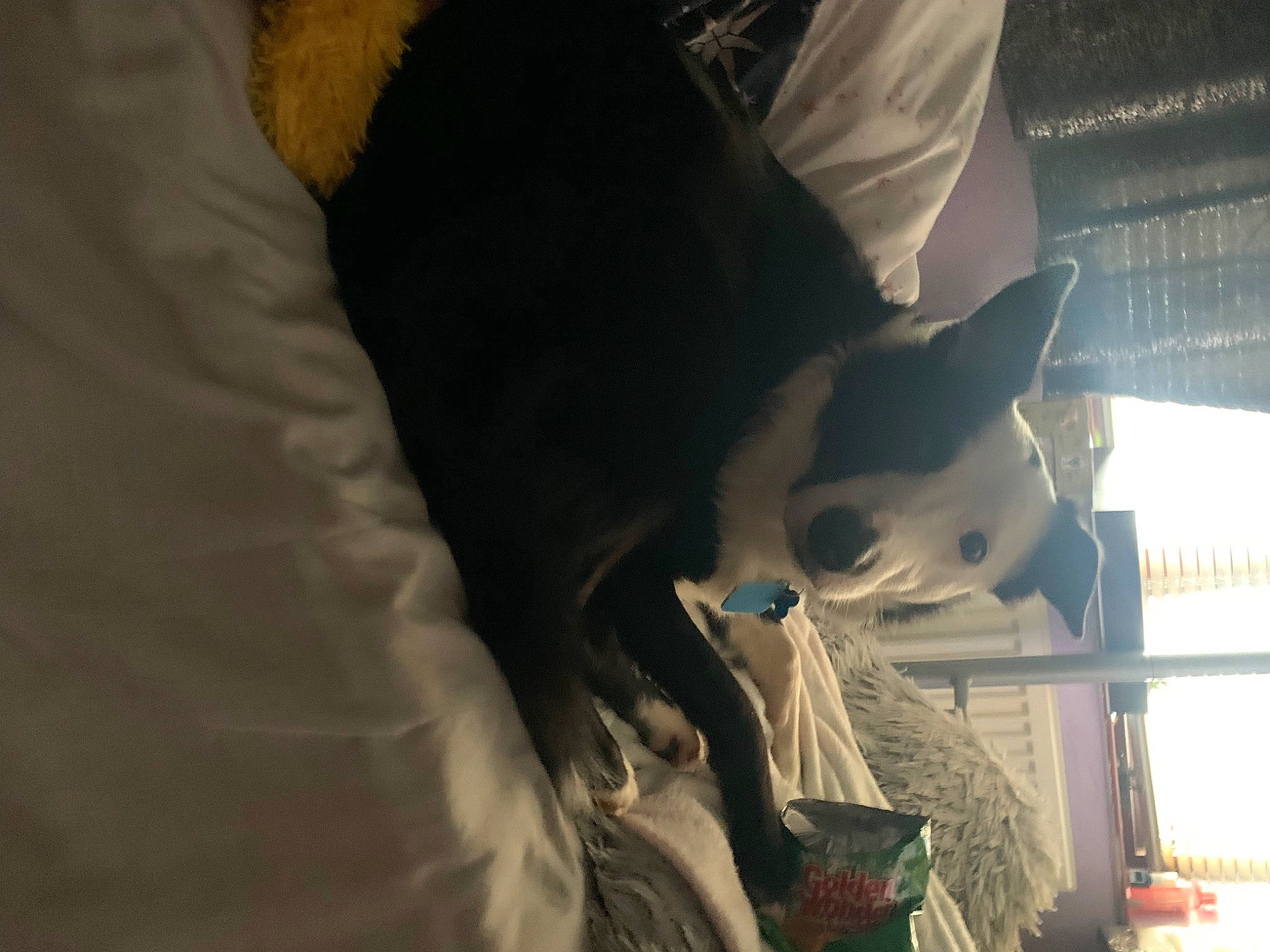 Buddy joined the competition — help win amazing prizes! black_hair, canidae, carnivore, comfort, companion_dog, dog_breed, felidae, fun, fur, gesture, human_leg, plant, small_to_medium_sized_cats, snout, sporting_group, tail, tree, whiskers, window, winter