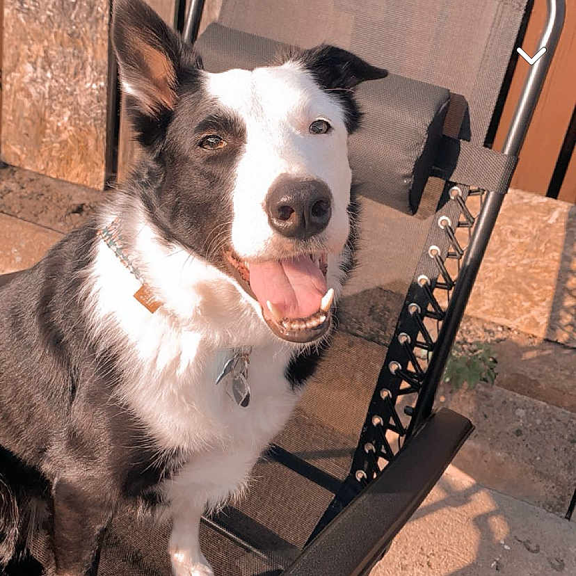 Buddy