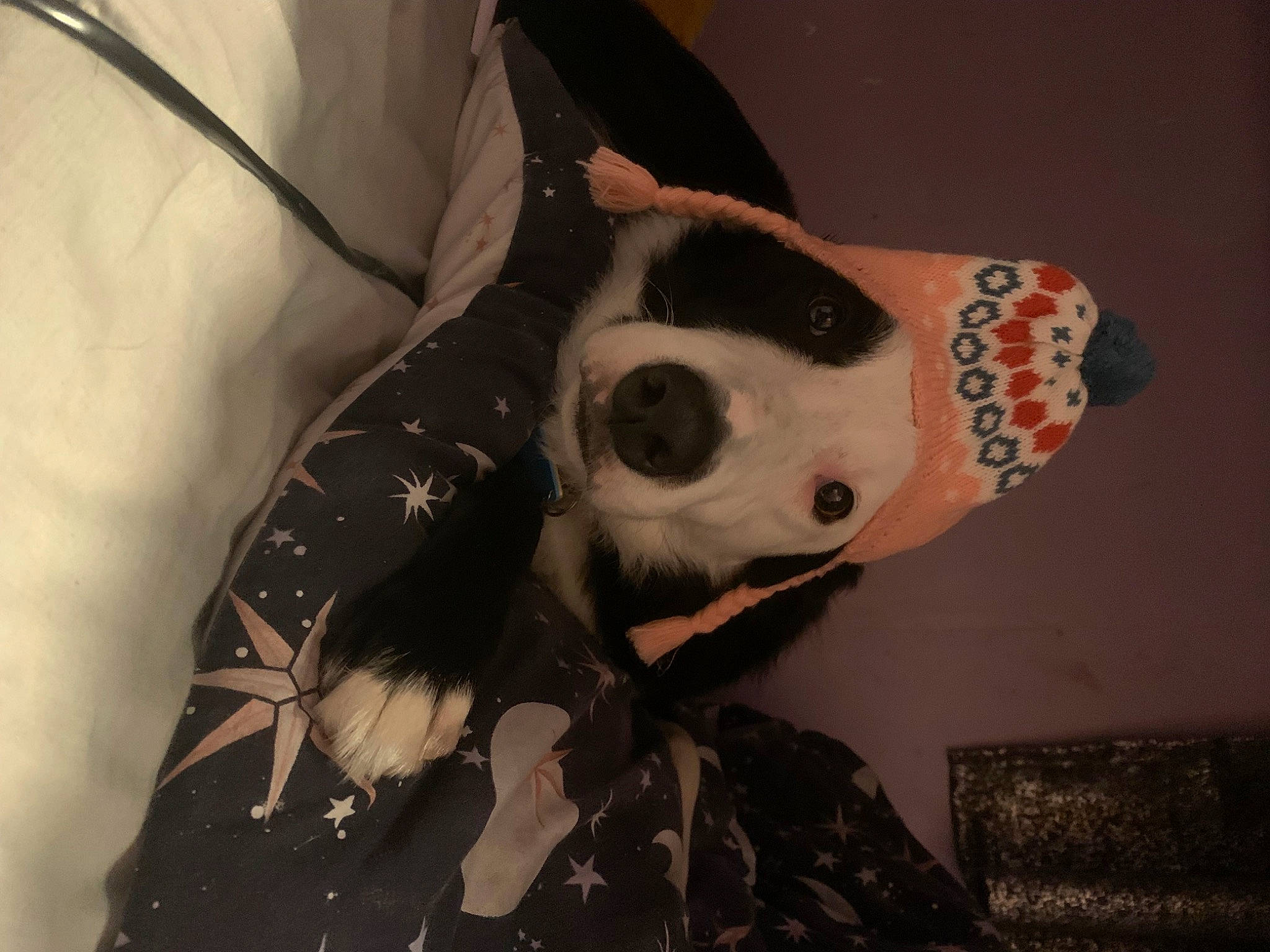 Buddy is registered to the contest to win money with this photo: bone, canidae, carmine, carnivore, companion_dog, couch, dalmatian, dog, dog_breed, dog_clothes, dog_supply, fawn, non_sporting_group, pattern, sleeve, snout, sporting_group, terrestrial_animal, whiskers, working_animal