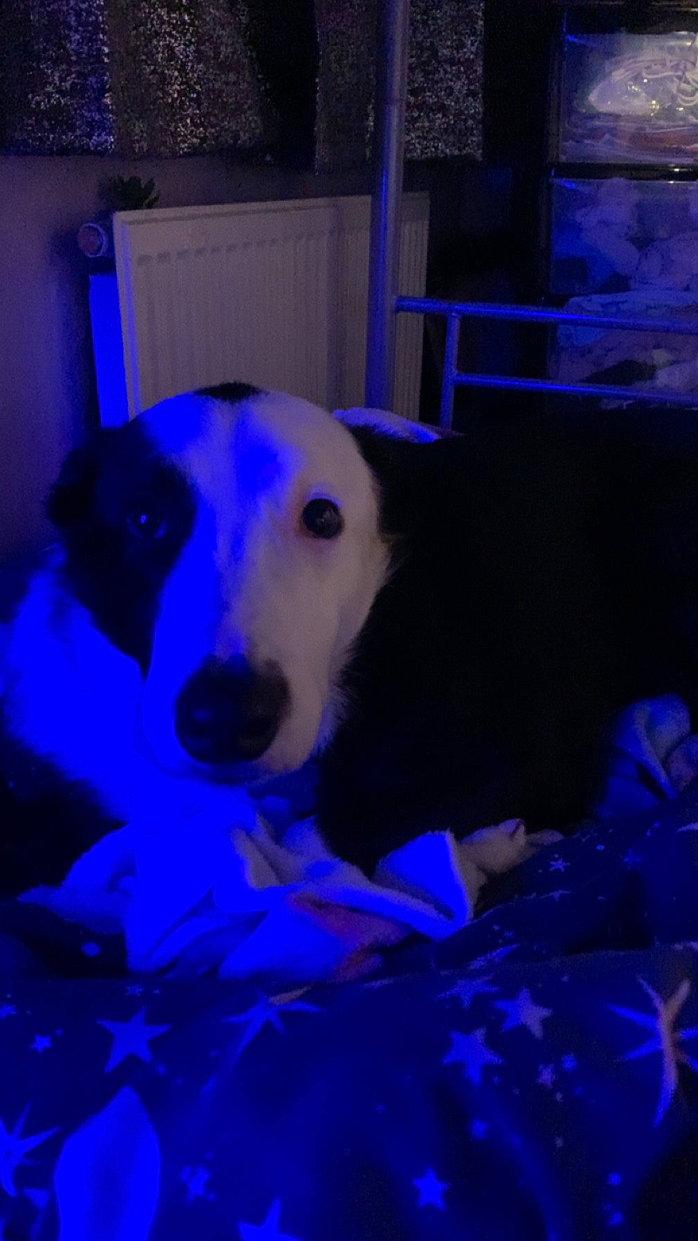 Buddy is registered to the contest to win money with this photo: ball, blue, carnivore, chair, companion_dog, darkness, dog, dog_breed, dog_supply, electric_blue, event, magenta, night, plant, purple, sporting_group, terrestrial_animal, working_animal