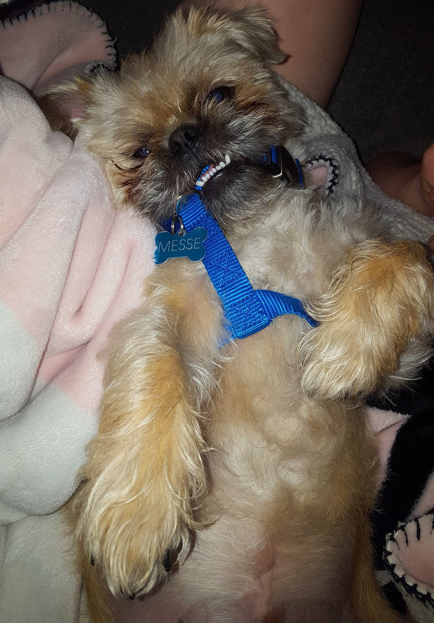 Messy joined the competition — help win amazing prizes! canidae, carnivore, claw, comfort, companion_dog, dog, dog_breed, dog_collar, dog_supply, electric_blue, fawn, fur, liver, paw, pet_supply, snout, sporting_group, toy_dog, working_animal, wrinkle