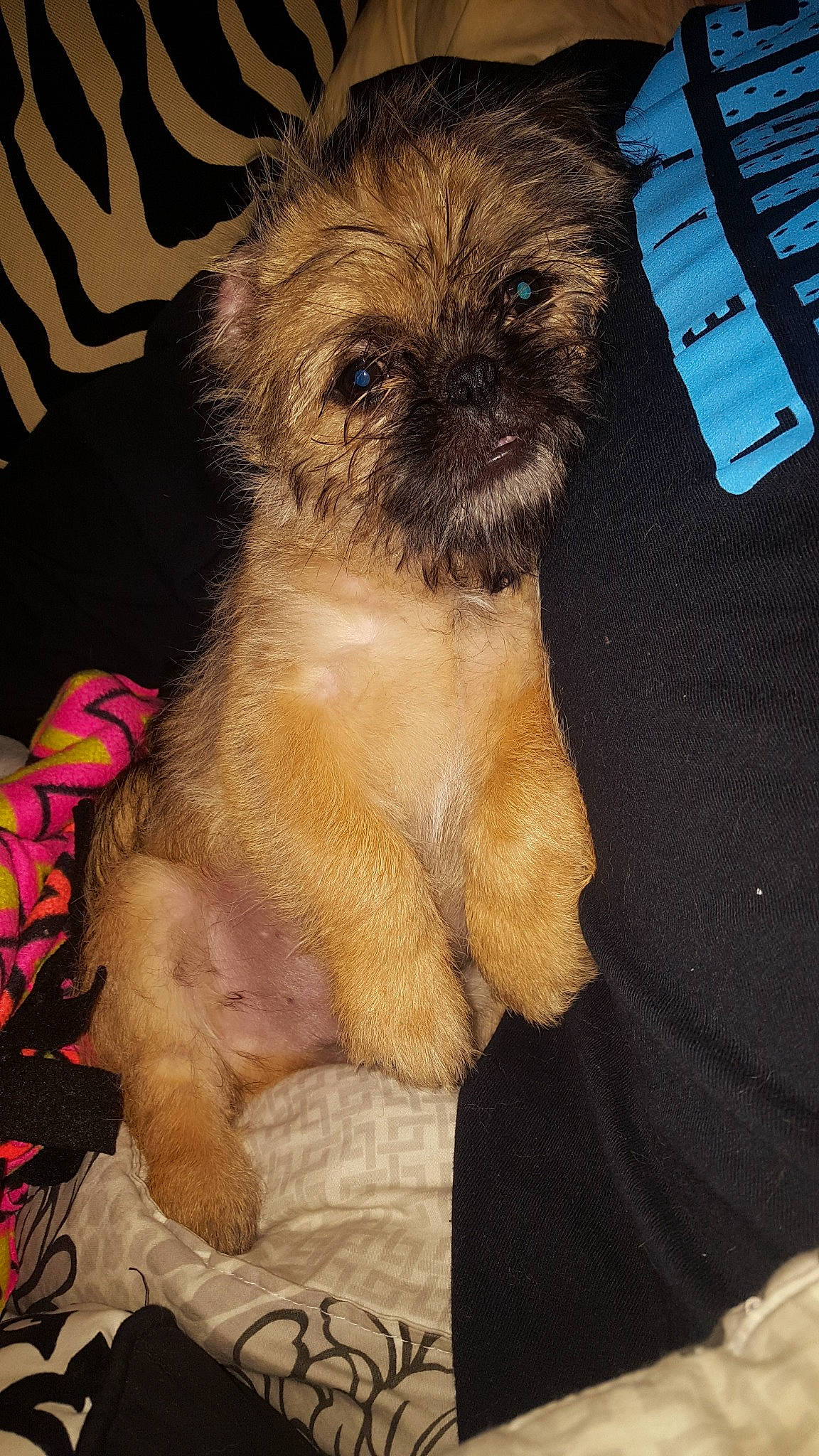 Messy is registered to the contest to win money with this photo: carnivore, companion_dog, dog, dog_breed, dog_supply, fawn, fur, liver, measuring_instrument, office_ruler, pet_supply, ruler, scale, shih_tzu, snout, sporting_group, terrier, toy_dog, whiskers, working_animal