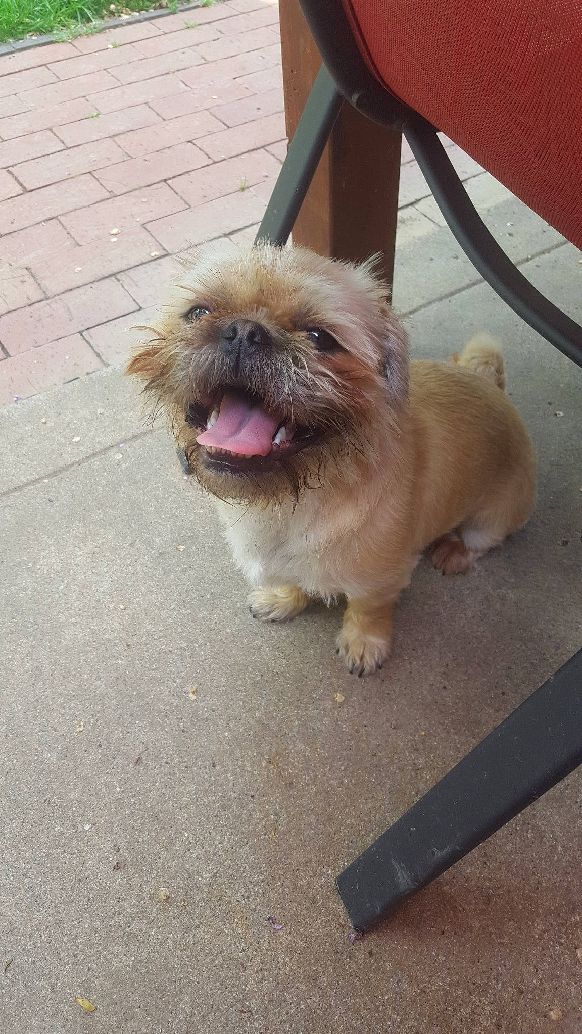 Messy is registered to the contest to win money with this photo: canidae, carnivore, collar, companion_dog, dog, dog_breed, dog_collar, fawn, fur, liver, road_surface, ruler, shih_tzu, small_terrier, snout, sporting_group, terrier, toy_dog, working_animal, wrinkle