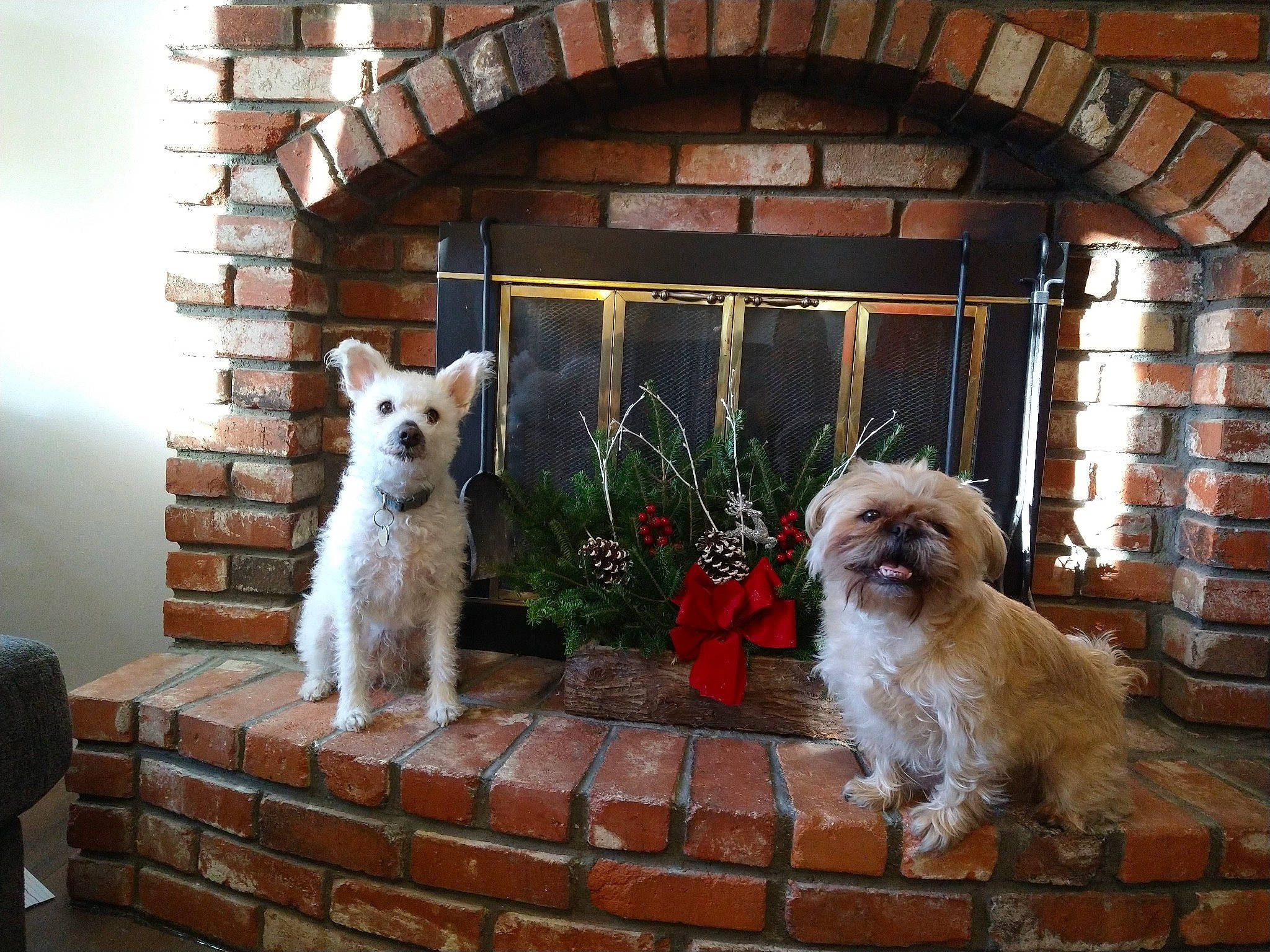 Messy joined the competition — help win amazing prizes! brick, brickwork, building, carnivore, companion_dog, dog, dog_breed, door, fawn, flowerpot, house, mammal, plant, porch, shih_tzu, sporting_group, toy_dog, vertebrate, window, wood