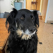 Ruby participe au concours pour gagner de l'argent avec cette photo : animal, black_dog, calm, canine, dog, domestic_animal, ears, face, floor, fur, home, houseplant, indoor, long_hair, looking_away, pet, plant, portrait, table, wooden_table