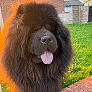 Smile a rejoint le concours — aidez-le/la à gagner de superbes lots ! animal, backyard, black_dog, brick_path, canine, dog, fence, fluffy, garden, grass, happy, house, long_hair, outdoor, pet, portrait, standing, sunlight, sunset, tongue_out