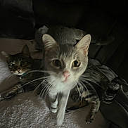 Ash Merry is registered to the contest to win money with this photo: cat, cats, feline, pet, animal, whiskers, ears, fur, tabby, closeup, indoor, soft_surface, curious, blur, dim_light, resting, two_animals, looking, cute, companion