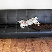 Zak is registered to the contest to win money with this photo: animal, black, blanket, brown, canine, comfort, couch, dog, domestic, flooring, furniture, home, indoor, leather, pet, playful, relaxed, resting, white_wall, wood_floor