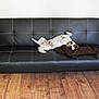 animal, black, blanket, brown, canine, comfort, couch, dog, domestic, flooring, furniture, home, indoor, leather, pet, playful, relaxed, resting, white_wall, wood_floor