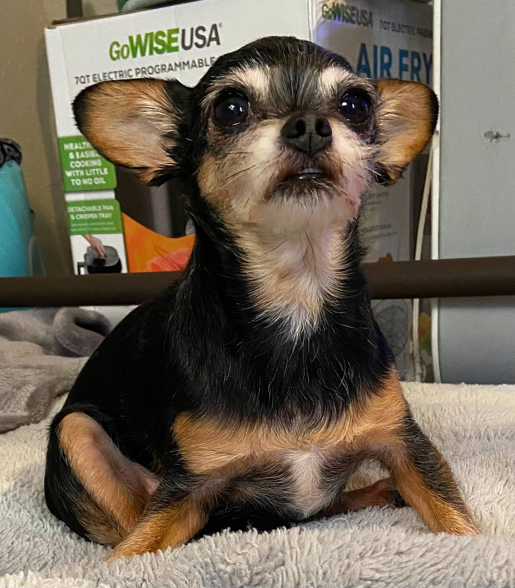 Gracie is registered to the contest to win money with this photo: canidae, carnivore, companion_dog, dog, dog_breed, dog_supply, fawn, fur, paw, pet_supply, puppy, small_terrier, snout, sporting_group, terrestrial_animal, toy_dog, whiskers, working_animal, working_dog