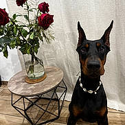 Héra a rejoint le concours — aidez-le/la à gagner de superbes lots ! animal, curtain, decor, doberman, dog, flooring, flowers, geometric_table, indoor, leaf, necklace, pet, plant, portrait, red_roses, shell_necklace, side_table, still_life, vase, wooden_floor