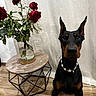 animal, curtain, decor, doberman, dog, flooring, flowers, geometric_table, indoor, leaf, necklace, pet, plant, portrait, red_roses, shell_necklace, side_table, still_life, vase, wooden_floor