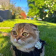 Apy participe au concours pour gagner de l'argent avec cette photo : animal, blue_sky, cat, closeup, cute, eyes, feline, flower, garden, grass, greenery, harness, nature, outdoor, pet, portrait, relaxing, scottish_fold, sunlight, whiskers