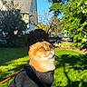Apy a rejoint le concours — aidez-le/la à gagner de superbes lots ! amber_eyes, animal, car, cat, curious, daylight, fur, garden, green_grass, harness, house, leash, nature, outdoor, pet, portrait, scottish_fold, sunlight, trees, whiskers