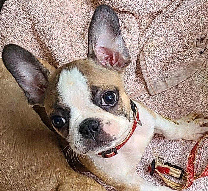 Vivis Lil Fiesty Gal