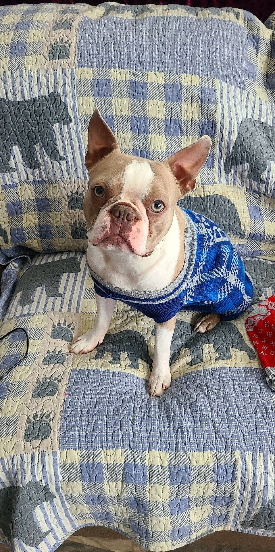 Leo joined the competition — help win amazing prizes! bulldog, canidae, carnivore, comfort, companion_dog, dog, dog_breed, electric_blue, fawn, grass, non_sporting_group, snout, sporting_group, terrestrial_animal, toy_dog, whiskers, working_animal, wrinkle