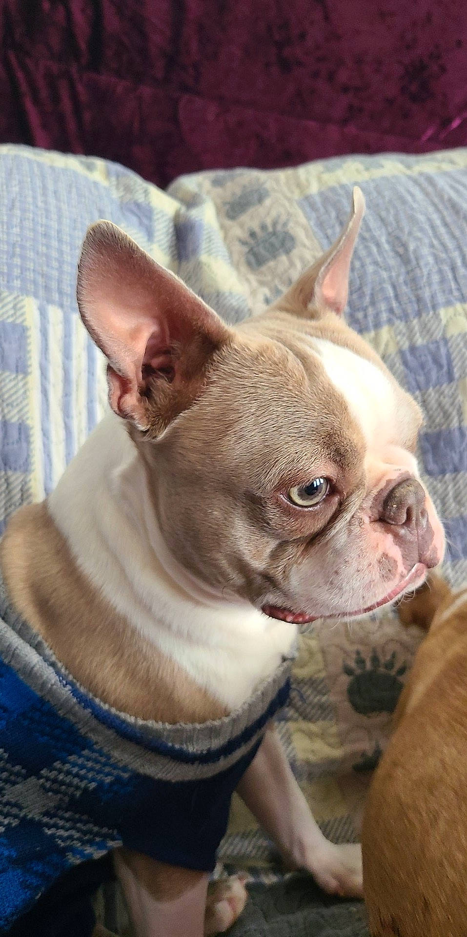 Leo is registered to the contest to win money with this photo: bulldog, canidae, carnivore, collar, comfort, companion_dog, dog, dog_breed, ear, fawn, fur, non_sporting_group, snout, sporting_group, terrestrial_animal, toy_dog, whiskers, working_animal, wrinkle