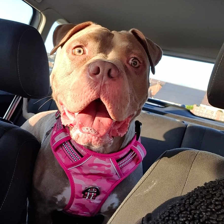 Princess joined the competition — help win amazing prizes! accessories, animal, belt, bodypart, bulldog, canine, cushion, dog, face, head, homedecor, person, pet, photography, pitbull, portrait, puppy, sunglasses, transportation, vehicle