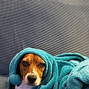 Lucy is registered to the contest to win money with this photo: dog, blanket, blue_blanket, couch, pet, cozy, wrapped, fur, indoor, comfort, animal, portrait, face, brown_dog, white_chest, relaxed, snuggled, soft_texture, looking, seated