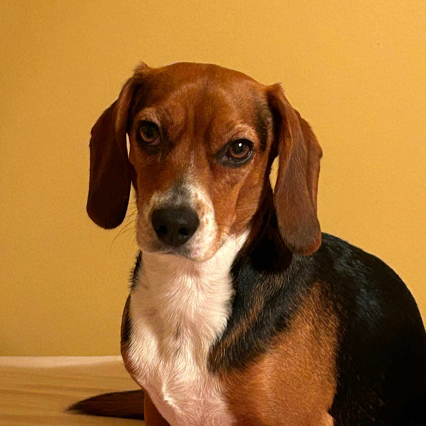 Lucy joined the competition — help win amazing prizes! animal, beagle, bed, black, brown, canine, cute, dog, ears, eyes, face, fur, indoor, looking, nose, pet, portrait, sitting, tail, white