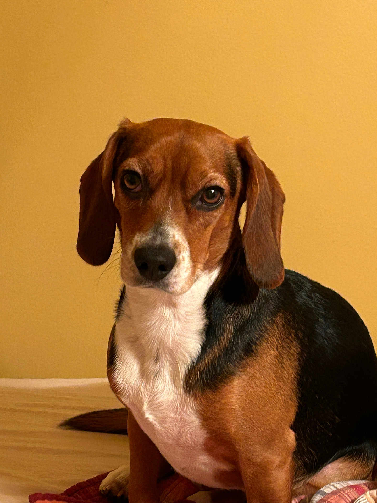 Lucy joined the competition — help win amazing prizes! dog, beagle, pet, animal, brown, white, black, ears, bed, indoor, portrait, cute, canine, fur, looking, sitting, face, nose, eyes, tail