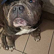 Rebelle a rejoint le concours — aidez-le/la à gagner de superbes lots ! dog, bulldog, pet, animal, portrait, close_up, cap, hat, navy_blue, wrinkles, snout, nose, eyes, paws, white_chest, sitting, indoors, tile_floor, couch, funny