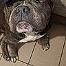 dog, bulldog, pet, animal, portrait, close_up, cap, hat, navy_blue, wrinkles, snout, nose, eyes, paws, white_chest, sitting, indoors, tile_floor, couch, funny