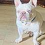 dog, french_bulldog, white_dog, blue_eyes, pet, animal, indoor, wooden_floor, sitting, ears_up, collar, canine, cute, companion, household, portrait, domestic, small_dog, looking_away, flooring