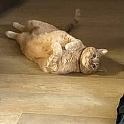 Squeak joined the competition — help win amazing prizes! animal, cat, companion, curious, cute, domestic_cat, feline, floor, fluffy, indoor, looking_at_camera, lying_down, mammal, orange_tabby, paws, pet, relaxed, resting, whiskers, wooden_floor