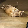 animal, cat, companion, curious, cute, domestic_cat, feline, floor, fluffy, indoor, looking_at_camera, lying_down, mammal, orange_tabby, paws, pet, relaxed, resting, whiskers, wooden_floor