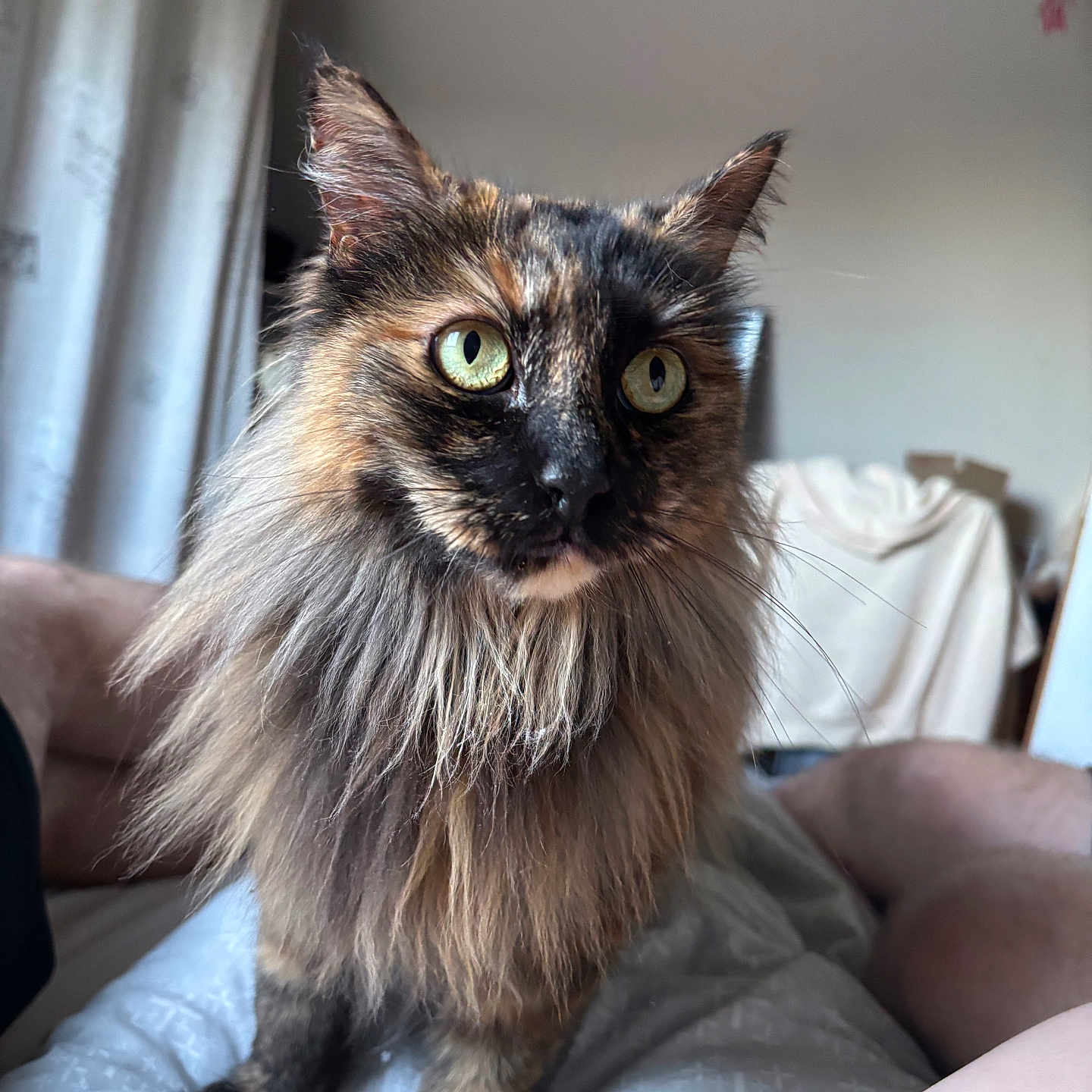 Amy
