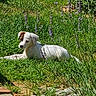 puppy, dog, grass, garden, lavender, flower, sunlight, outdoor, pet, nature, greenery, relaxing, young_dog, canine, flora, summer, cute, animal, resting, small_dog