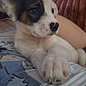 puppy, dog, close_up, paw, cute, pet, animal, resting, indoor, couch, furry, young, snout, ears, white, black, brown, soft, portrait, companion