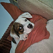 Gala participe au concours pour gagner de l'argent avec cette photo : puppy, dog, pet, blanket, cushion, cozy, snuggling, indoor, cute, sleepy, white, brown, fur, paw, nose, ears, resting, comfort, home, relaxing