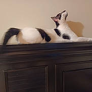 Maci joined the competition — help win amazing prizes! animal, black_and_white, cat, curious, domestic, ears, feline, furniture, indoor, long_tail, looking_up, pet, relaxed, resting, shadow, side_view, striped, wall, whiskers, wooden_cabinet