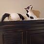 animal, black_and_white, cat, curious, domestic, ears, feline, furniture, indoor, long_tail, looking_up, pet, relaxed, resting, shadow, side_view, striped, wall, whiskers, wooden_cabinet