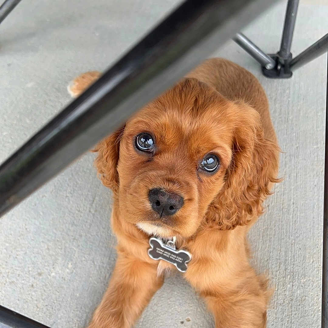 Murphy joined the competition — help win amazing prizes! accessories, animal, architecture, building, canine, cockerspaniel, desk, dog, goldenretriever, leash, machine, outdoors, papillon, pet, poodle, puppy, shelter, spoke, strap, terrier
