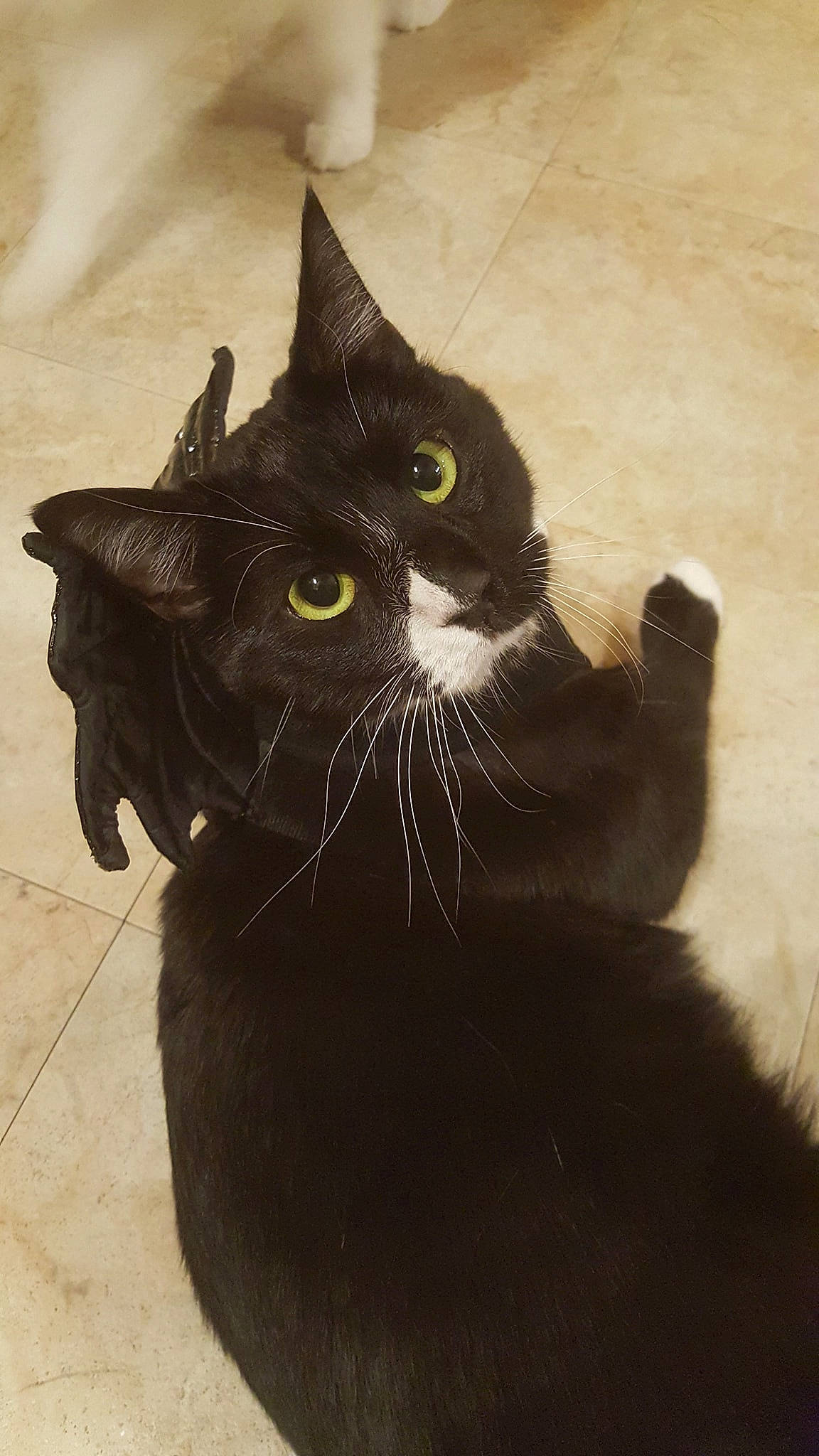 Cheshire joined the competition — help win amazing prizes! black, black_cat, bombay, carnivoran, cat, cat_like_mammal, domestic_short_haired_cat, fauna, fur, small_to_medium_sized_cats, snout, whiskers