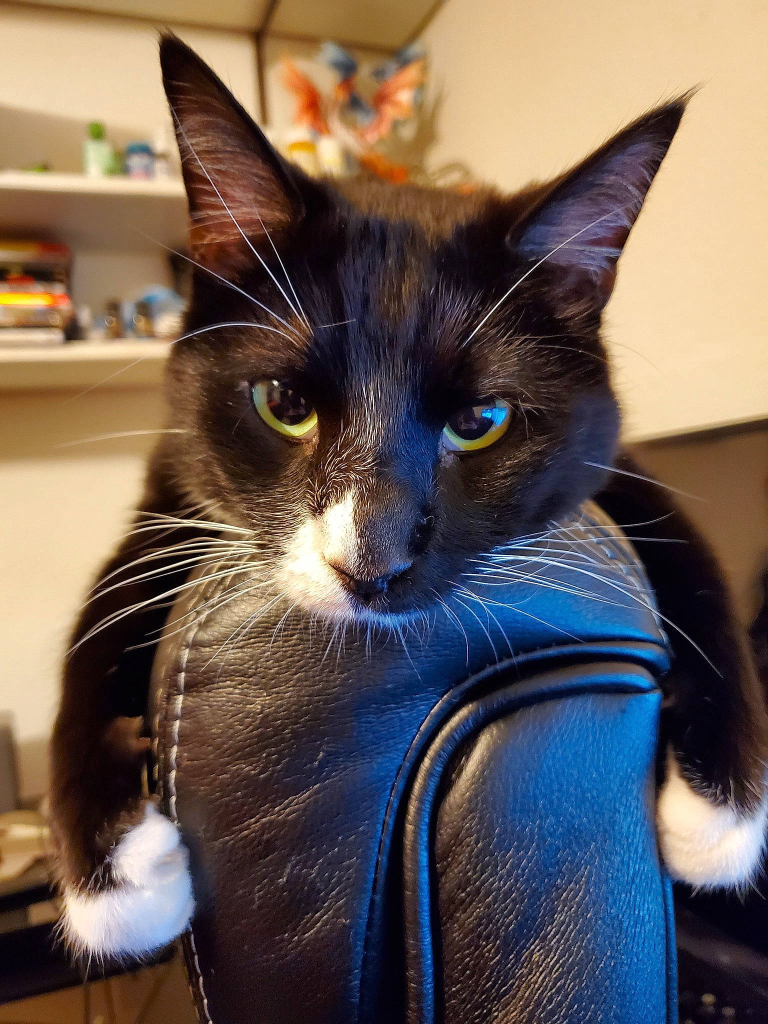 Cheshire joined the competition — help win amazing prizes! black_cat, box, carnivore, cat, comfort, domestic_short_haired_cat, ear, electric_blue, eye, fashion_accessory, felidae, fur, head, iris, pet_supply, shelf, sitting, small_to_medium_sized_cats, snout, whiskers