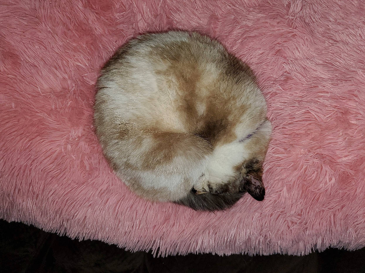 Alice is registered to the contest to win money with this photo: balinese, canidae, carnivore, cat, comfort, companion_dog, dog_breed, fawn, felidae, fur, liver, nap, paw, siamese, small_to_medium_sized_cats, snout, sporting_group, tail, terrestrial_animal, whiskers