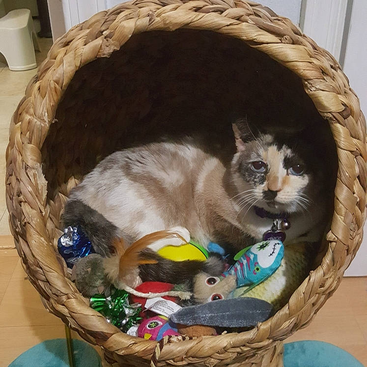 Alice is registered to the contest to win money with this photo: bag, basket, box, carnivore, cat, cat_bed, cat_supply, comfort, domestic_short_haired_cat, fawn, felidae, mammal, pet_supply, small_to_medium_sized_cats, storage_basket, tail, vertebrate, whiskers, wicker, wood