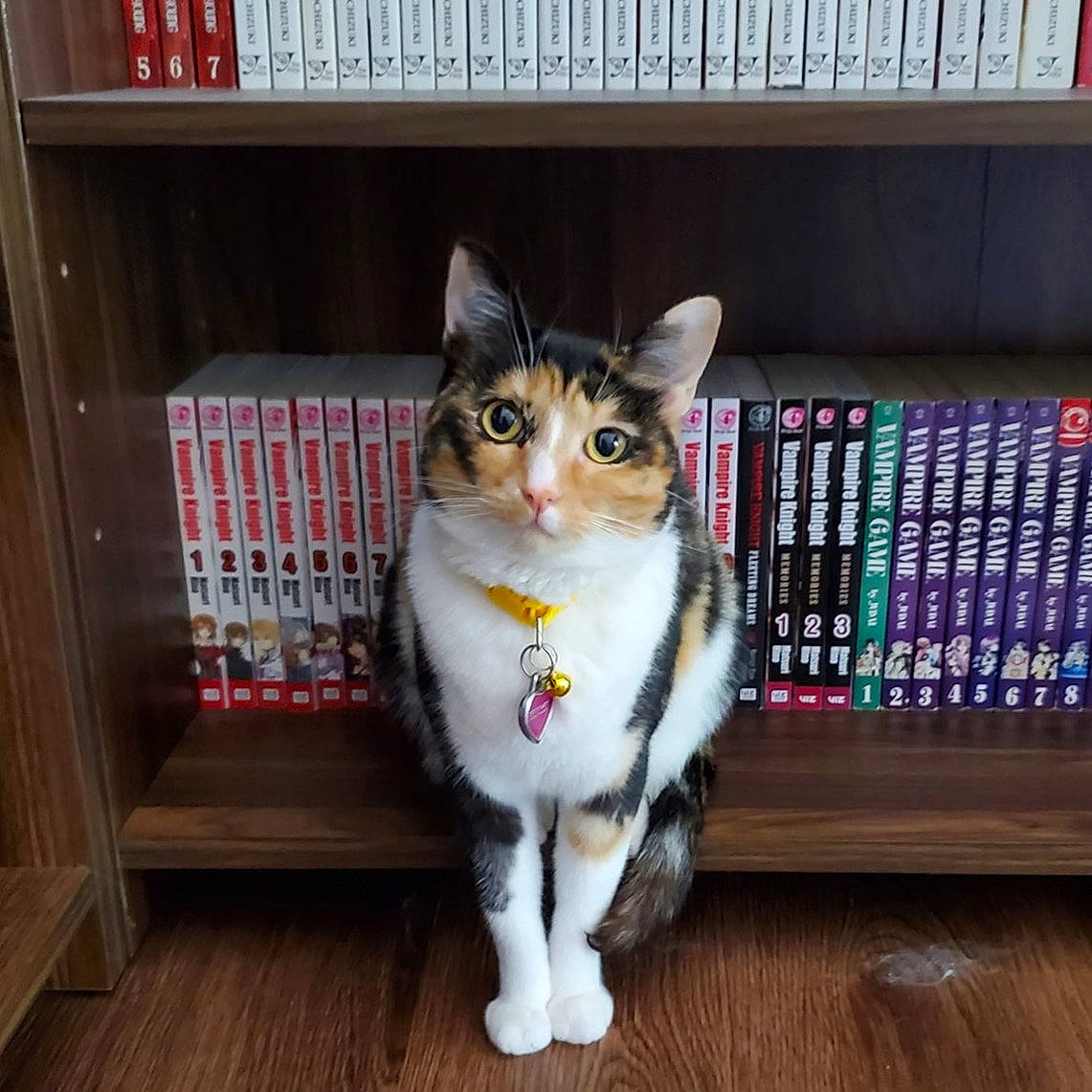 Lacie is registered to the contest to win money with this photo: bookcase, box, carnivore, cat, domestic_short_haired_cat, drawer, felidae, flooring, fur, hardwood, paw, publication, shelf, shelving, small_to_medium_sized_cats, snout, tail, whiskers, window, wood